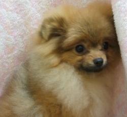 いけめんポメになってね～♪