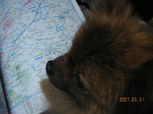 「くるみ」もナビする？