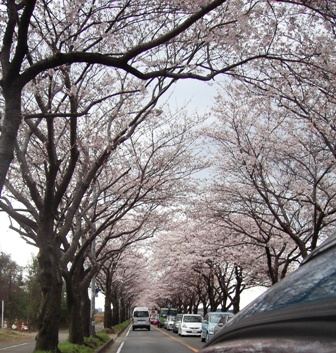 桜のトンネル