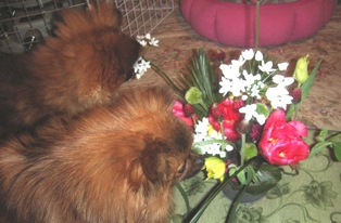 これっておいしい?(のの) ちょっとまって、いま味見してみるから(くるみ)