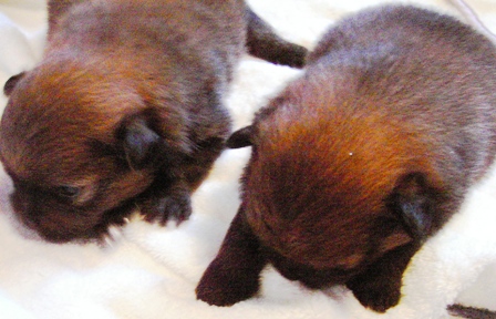 おっぱいどこ？