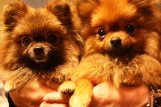 おやつたべたい～