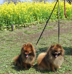 おはながいっぱい～