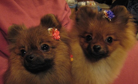 あけましておめでと