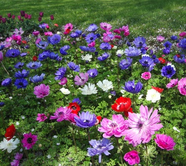 かわいいアネモネ