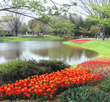 水辺を飾るチューリップ達