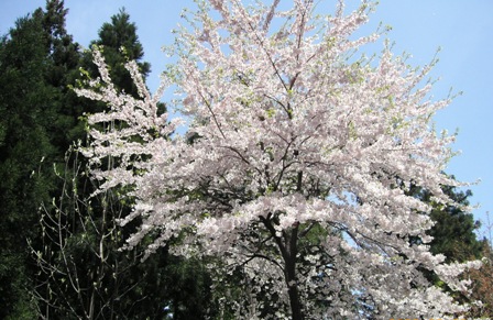 湯沢の桜