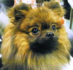 くるみ、らいねんもがんばる