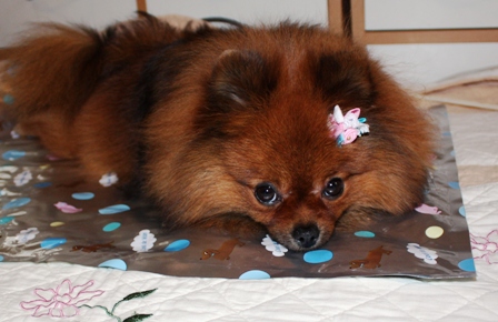 これでぐっすり～