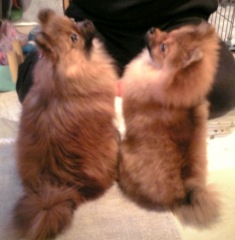 おやつちょうだい!