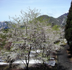 残雪と桜