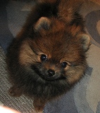 生まれて３ヶ月頃の「のの」だよ