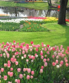 チューリップガーデン