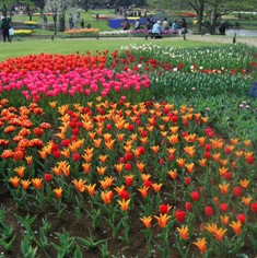 チューリップガーデン