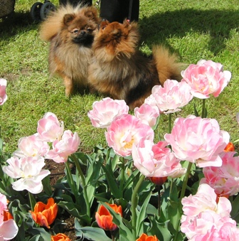 こら「のの」おはなみなさいよ