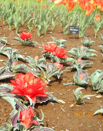 レッドプリンセス