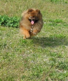 追いかける「くるみ」まてぇ～