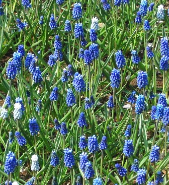 かわいいね！ムスカリ