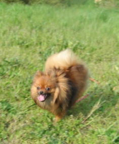 逃げる「のの」　だーー！