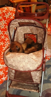 どこいくの～？