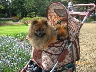 バギーだいすき！