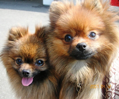 おはなきれいだったね～