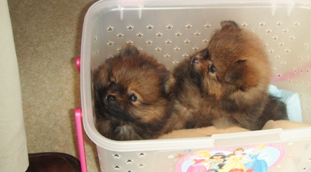 かあたん、だいじょうぶ?