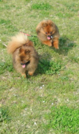 おいかけっこ！