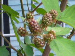 ブラックベリー