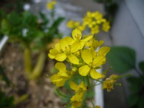 クズ大根の花