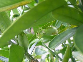 カマキリ