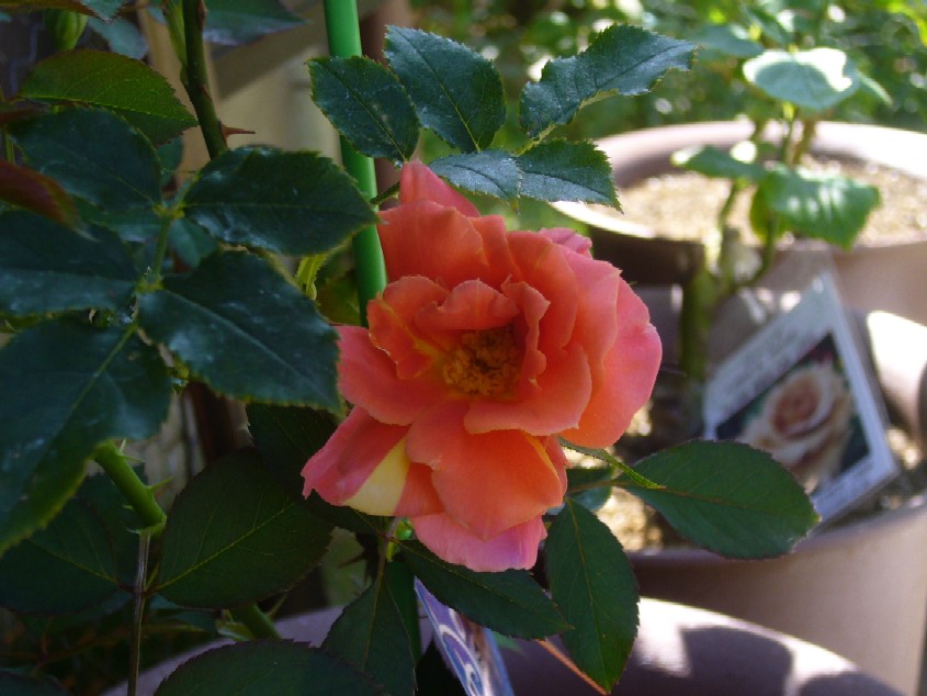 ディズニーランドローズ