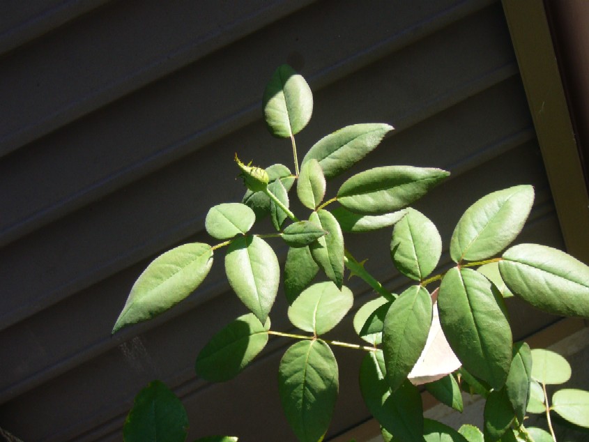 ブラックティー