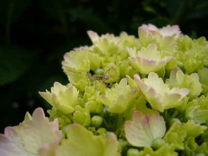 カマキリのお食事