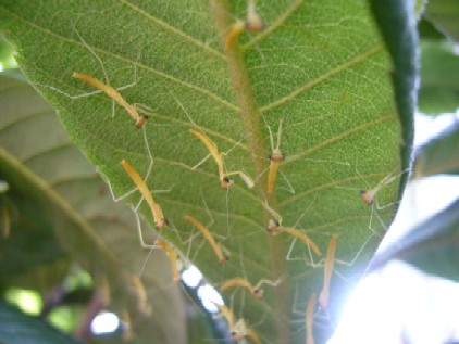 カマキリ