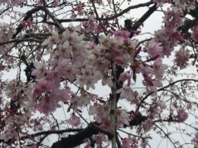 滝桜