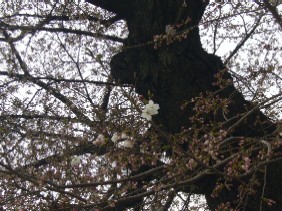 桜