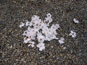 散った桜