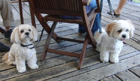 チューイ君ルーク君