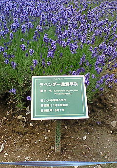 ファーム富田２