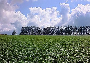 マイルドセブンの丘