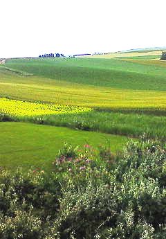 パッチワークの丘１