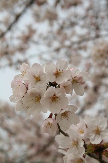 さくらが見ごろです♪