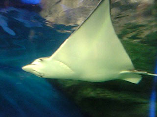 マダラトビエイ1