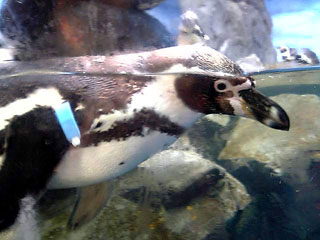 ペンギン5