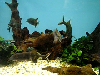 エレファントノーズ