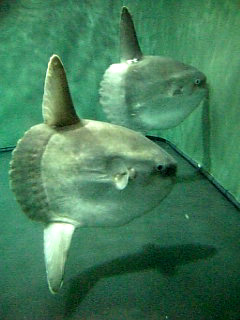 サンシャイン国際水族館12