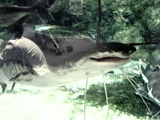 世界の大河から3