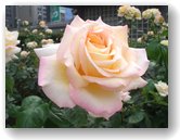 アンドレ・ル・ノートル