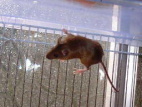 Rat